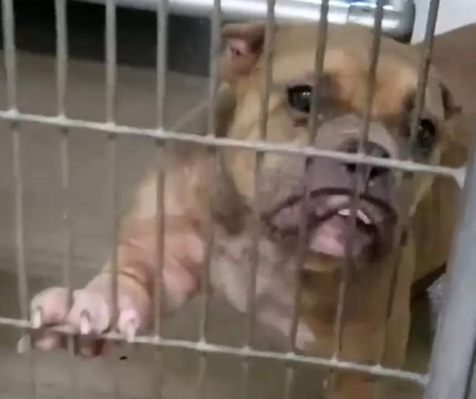 egy-kislany-es-egy-szomoru-pitbull-kulonleges-talalkozasa-23f50a6b