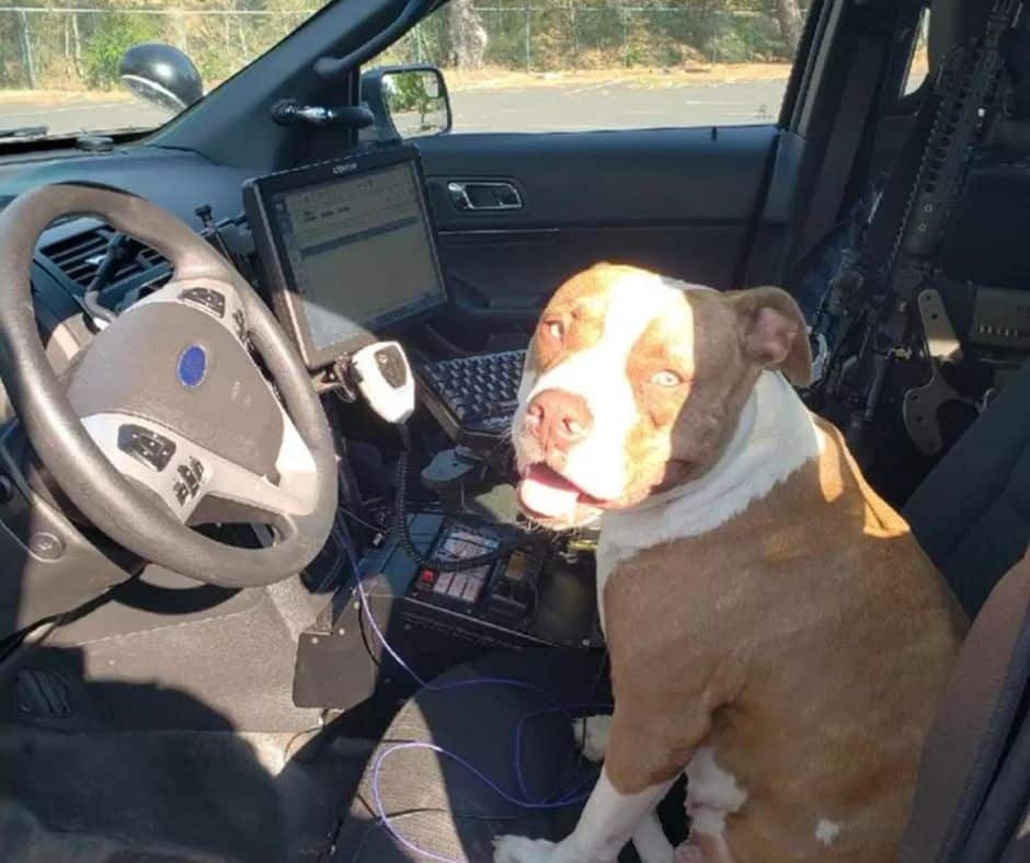 egy-pitbull-batorsaga-hogyan-kert-segitseget-egy-rendortol-67c4c733