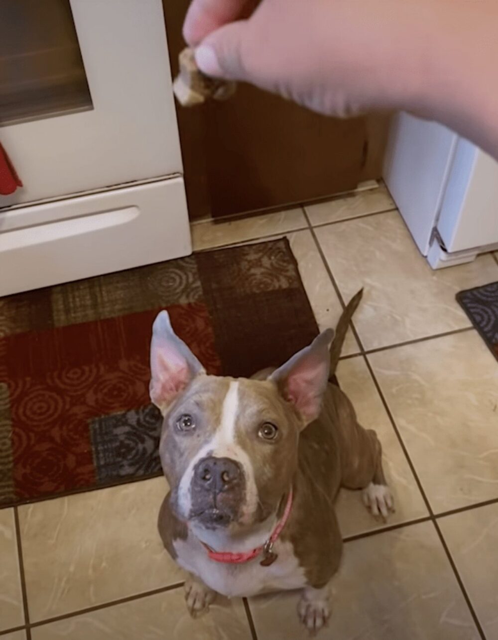 egy-pitbull-megmentese-az-onzetlen-no-csodaja-8df12125