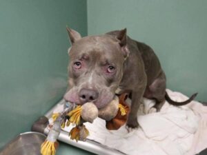 egy-pitbull-tortenete-az-elhagyott-kutya-es-a-plussjatekahoz-valo-ragaszkodasa-783869e3