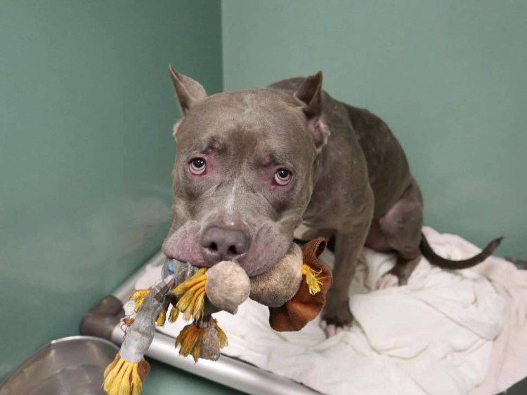 egy-pitbull-tortenete-az-elhagyott-kutya-es-a-plussjatekahoz-valo-ragaszkodasa-783869e3