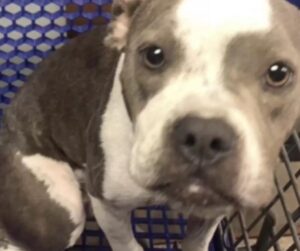 elhagyott-pitbull-a-bevasarlokocsiban-egy-megmentett-elet-tortenete-50f69e2a