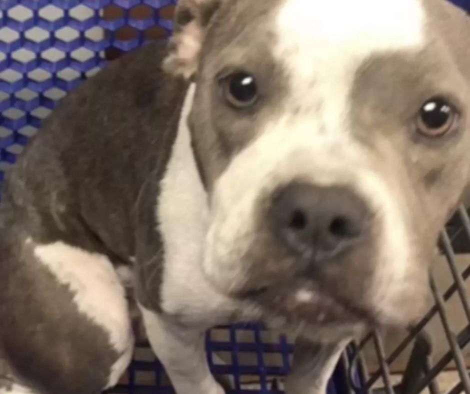 elhagyott-pitbull-a-bevasarlokocsiban-egy-megmentett-elet-tortenete-50f69e2a