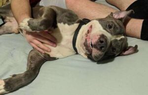 elhagyott-pitbull-uj-eselye-stormy-tortenete-a-menhelyen-03cf2760