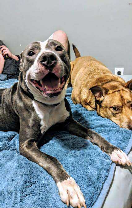 Elhagyott pitbull új esélye: Stormy története a menhelyen 39 menhelyikutya
