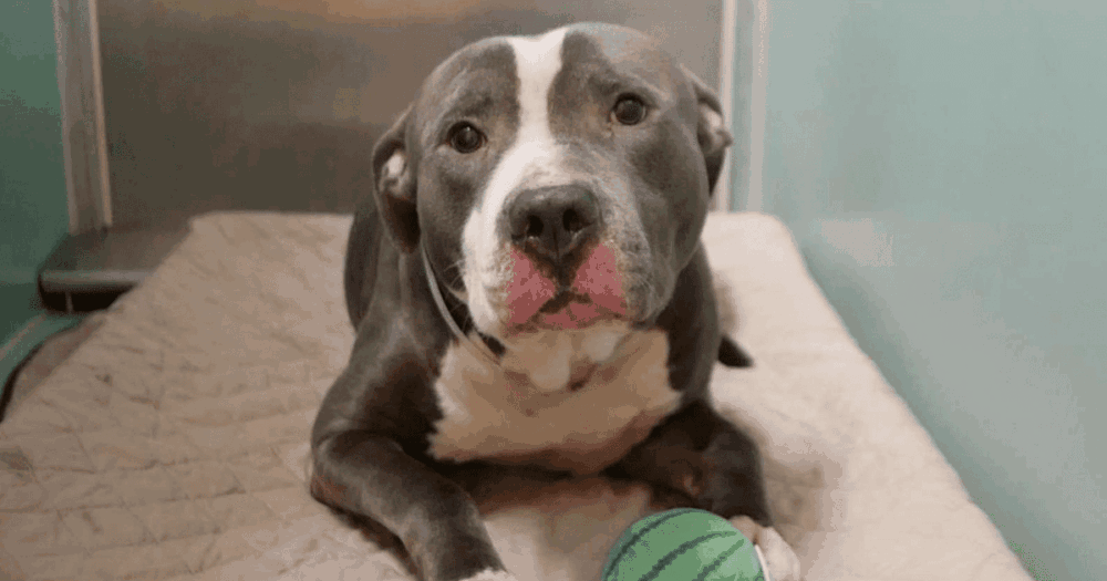 Elhagyott pitbull új esélye: Stormy története a menhelyen 37 menhelyikutya