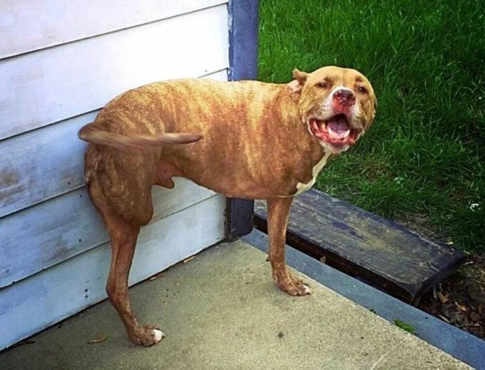 fifty-a-pitbull-a-tuleles-es-a-kitartas-peldaja-c2e8ca02