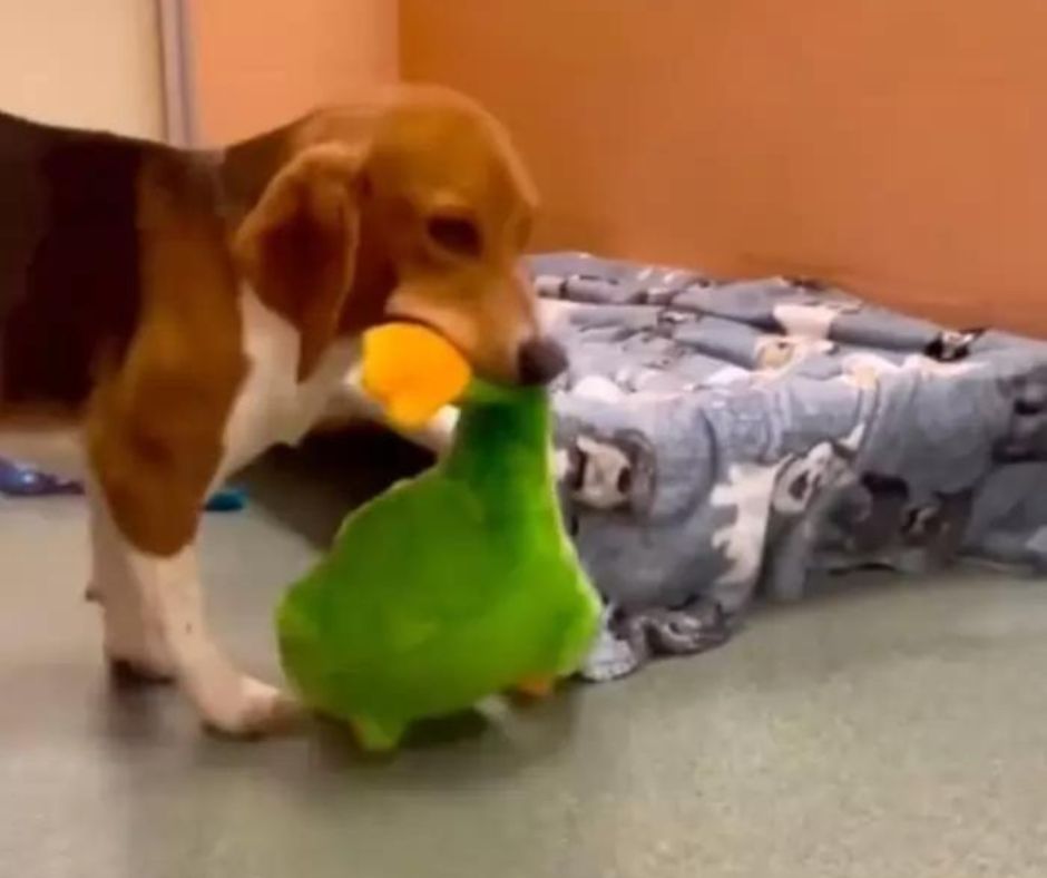 froggy-a-tenyeszteleprol-megmentett-beagle-boldogsaga-az-elso-jatekkal-879c65fc