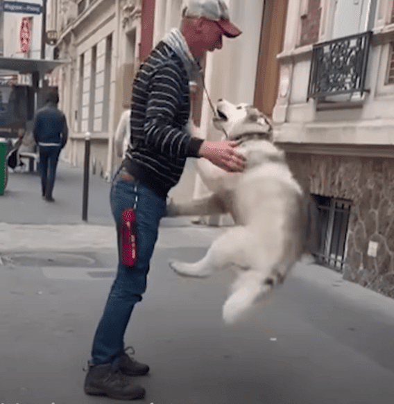 hogyan-valtoztatta-meg-a-husky-egy-hajlektalan-ferfi-eletet-65045ed6