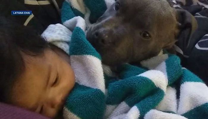 Hős pitbull: Egy kisbaba megmentője a tűzben 30 hőspitbull