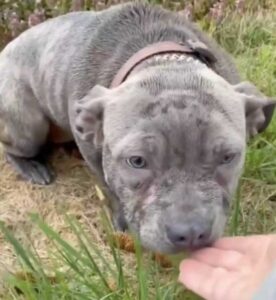 huseg-es-remeny-bluu-a-pitbull-tortenete-fbe801ec