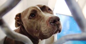 kiraly-a-pitbull-a-csaladi-elhagyas-szomoru-tortenete-12d36910