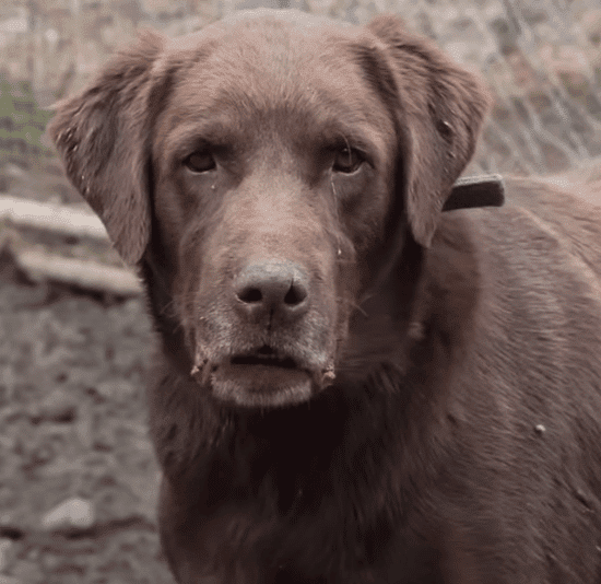 Öt évnyi várakozás: Chuckie, az eltűnt labrador újra otthon van 75 megtaláltkutya