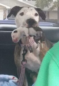 penny-a-megmentett-pitbull-ket-eletet-mentett-meg-egy-varatlan-fordulat-a317ee2c