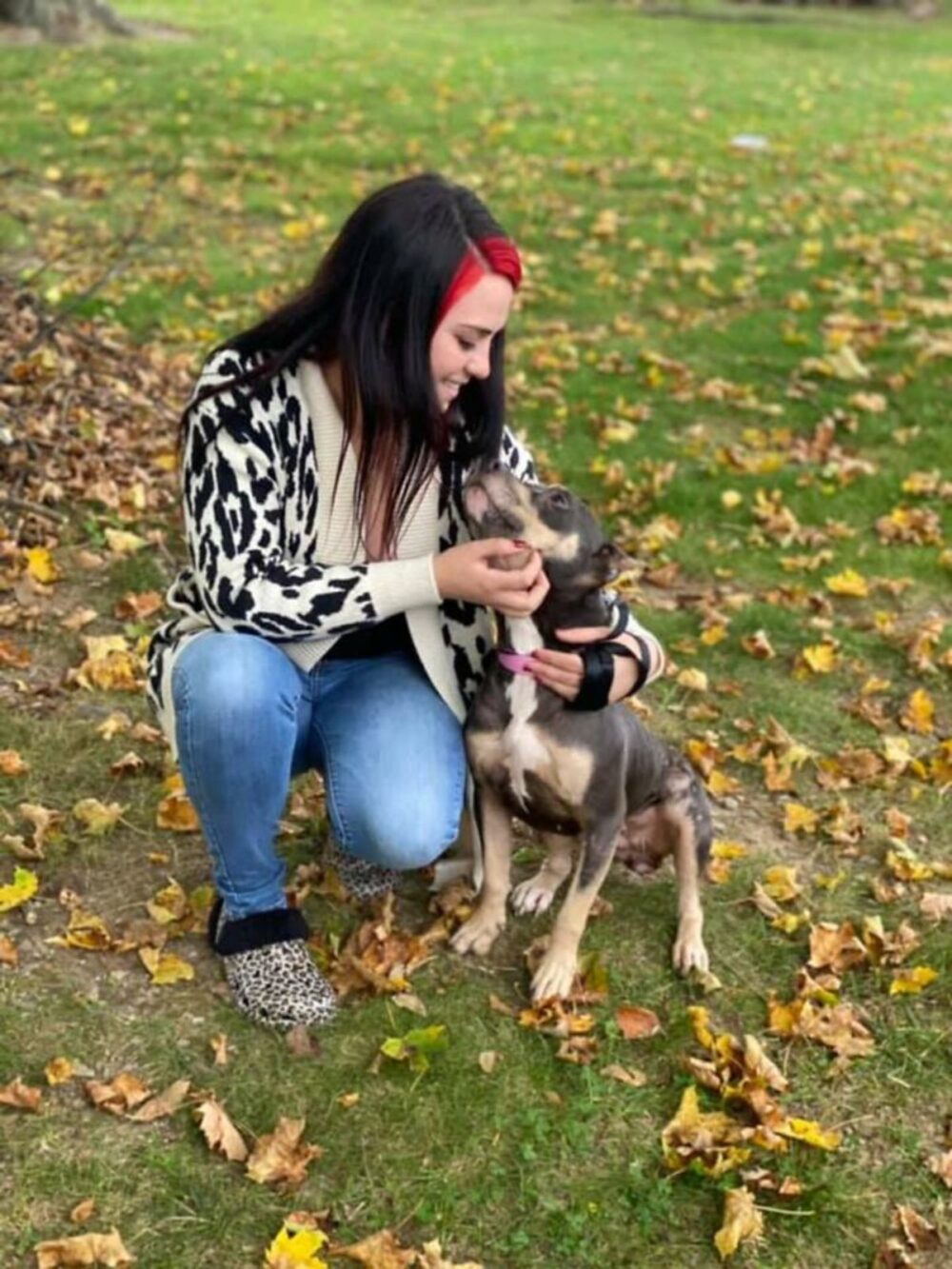 remi-a-megmentett-pitbull-egy-uj-kezdet-tortenete-9aa60f0e