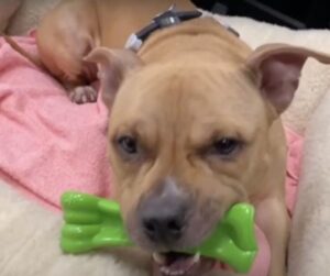 romeo-a-pitbull-egy-kutya-kuzdelme-az-eletert-833e4ce8