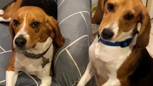 szabadon-a-fuben-megmentett-beagle-k-uj-elete-9b60e1b7