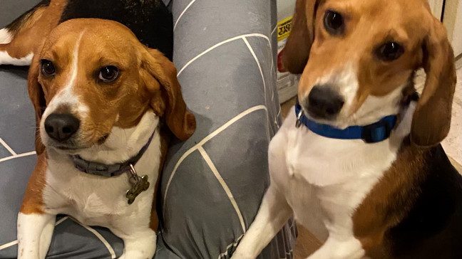 szabadon-a-fuben-megmentett-beagle-k-uj-elete-9b60e1b7