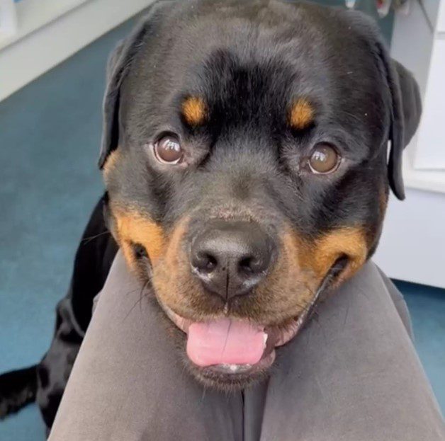 Szomorú rottweiler ölelése: egy videó, ami megindítja a szíveket 78 ölelés