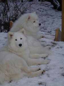 temp_dog-10