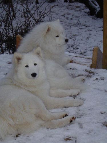 temp_dog-10