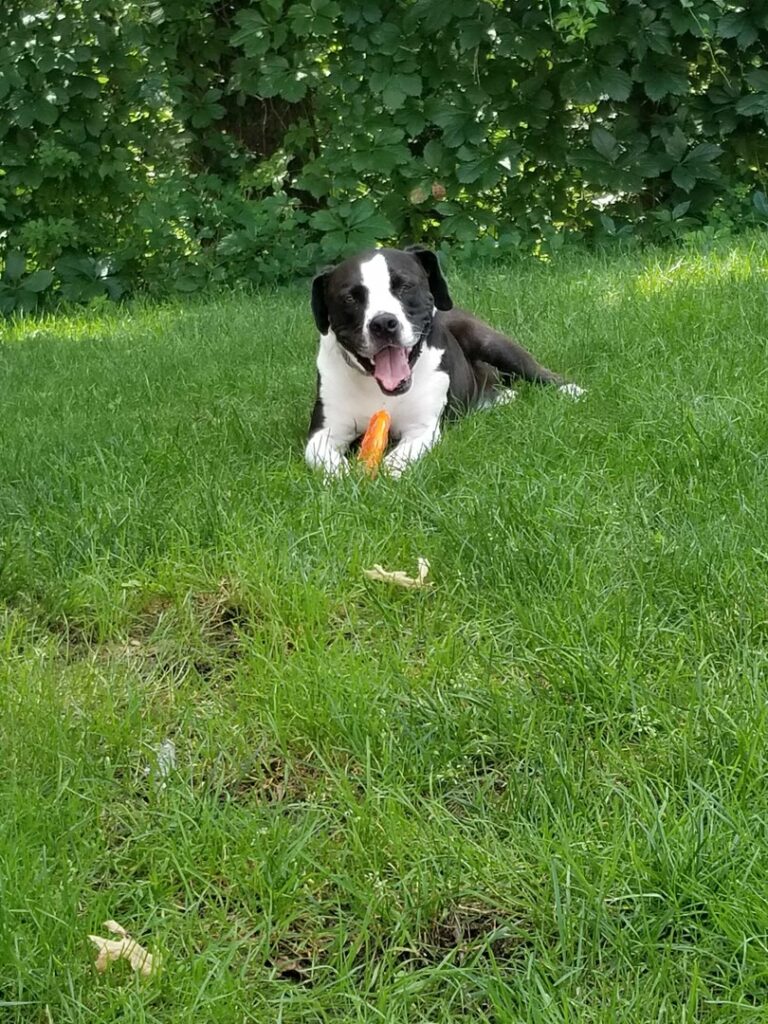 temp_dog-102