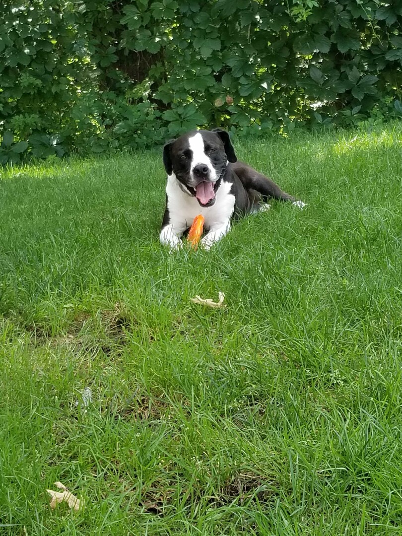temp_dog-102