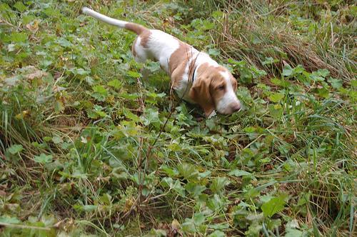 temp_dog-103