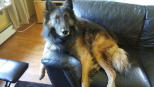 temp_dog-104