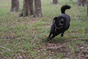 temp_dog-107