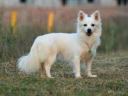 temp_dog-108