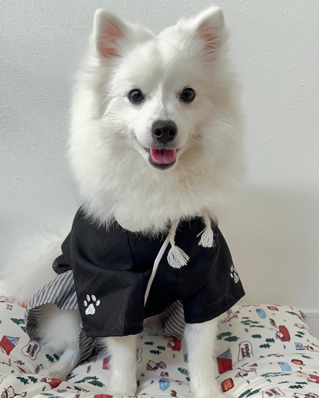 temp_dog-13
