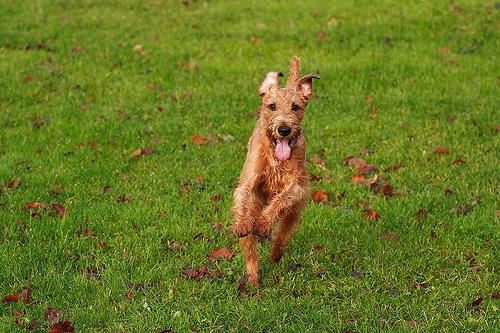 temp_dog-14