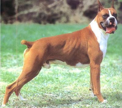 temp_dog-15