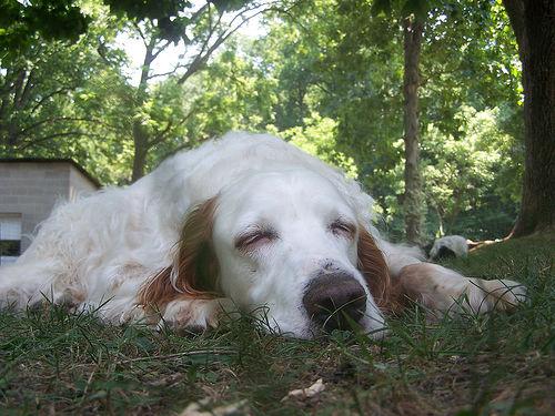 temp_dog-16