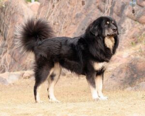temp_dog-19
