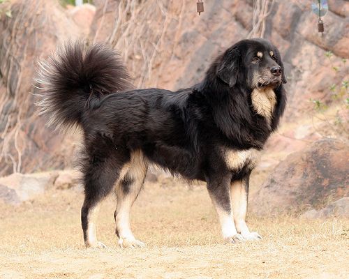 temp_dog-19