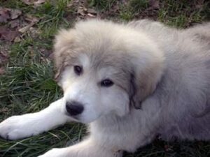 temp_dog-2
