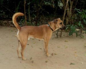 temp_dog-21