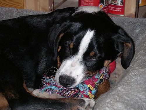 temp_dog-23