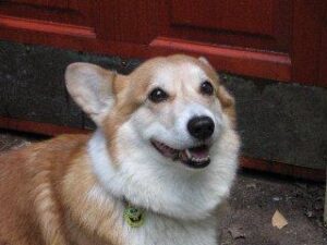 temp_dog-24