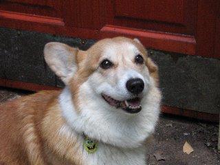 temp_dog-24