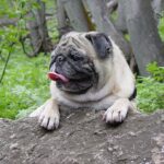 Hogyan kezeld: komfort otthon télen (kertes házban élőknek): útmutató