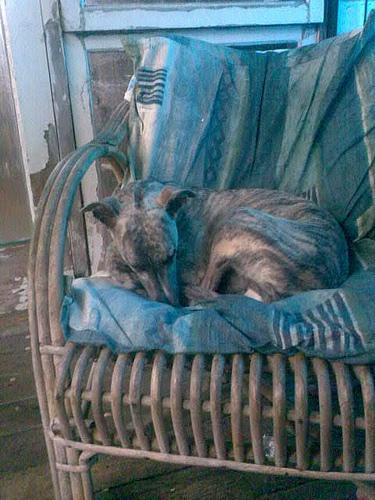 temp_dog-3