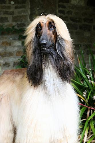 temp_dog-30