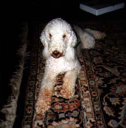 temp_dog-33