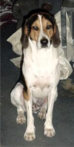 temp_dog-34