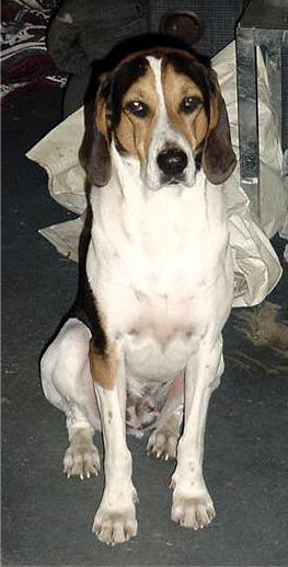 temp_dog-34