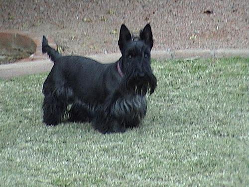 temp_dog-35