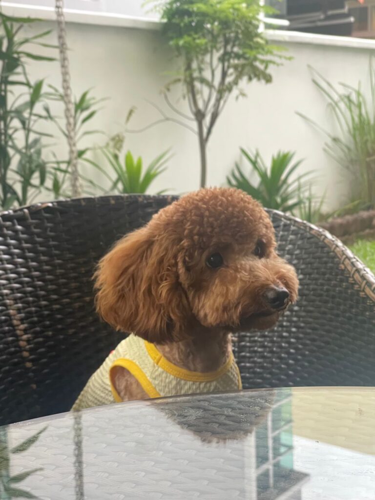 temp_dog-36